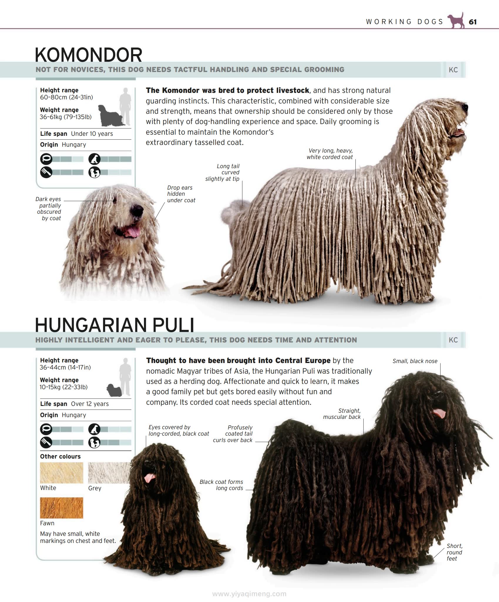 DK The Complete Dog Breed Book一本带你读懂400+犬种的终极图鉴