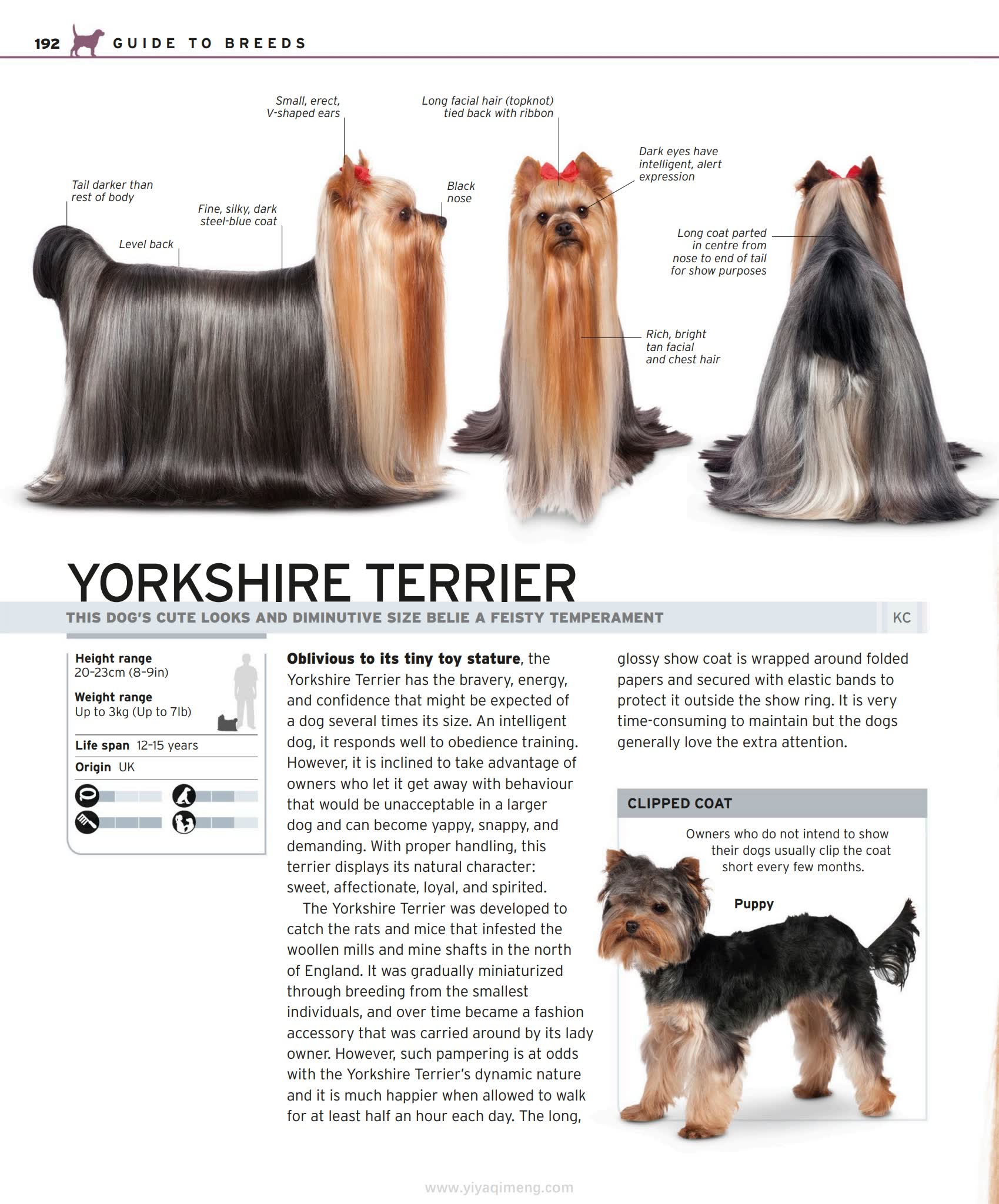 DK The Complete Dog Breed Book一本带你读懂400+犬种的终极图鉴