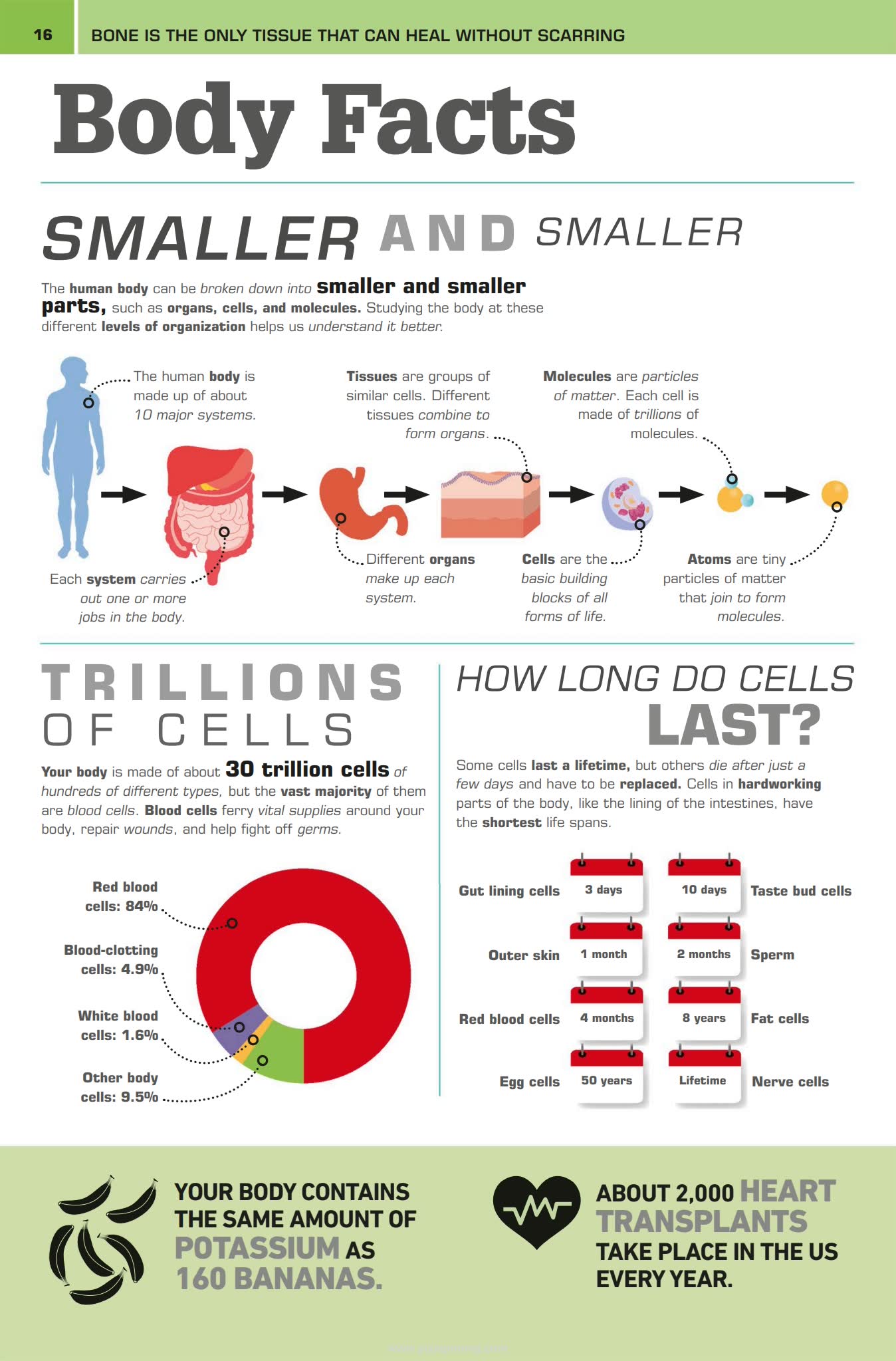 DK 1,000 Amazing Human Body Facts 1000个令人惊叹的人体真相