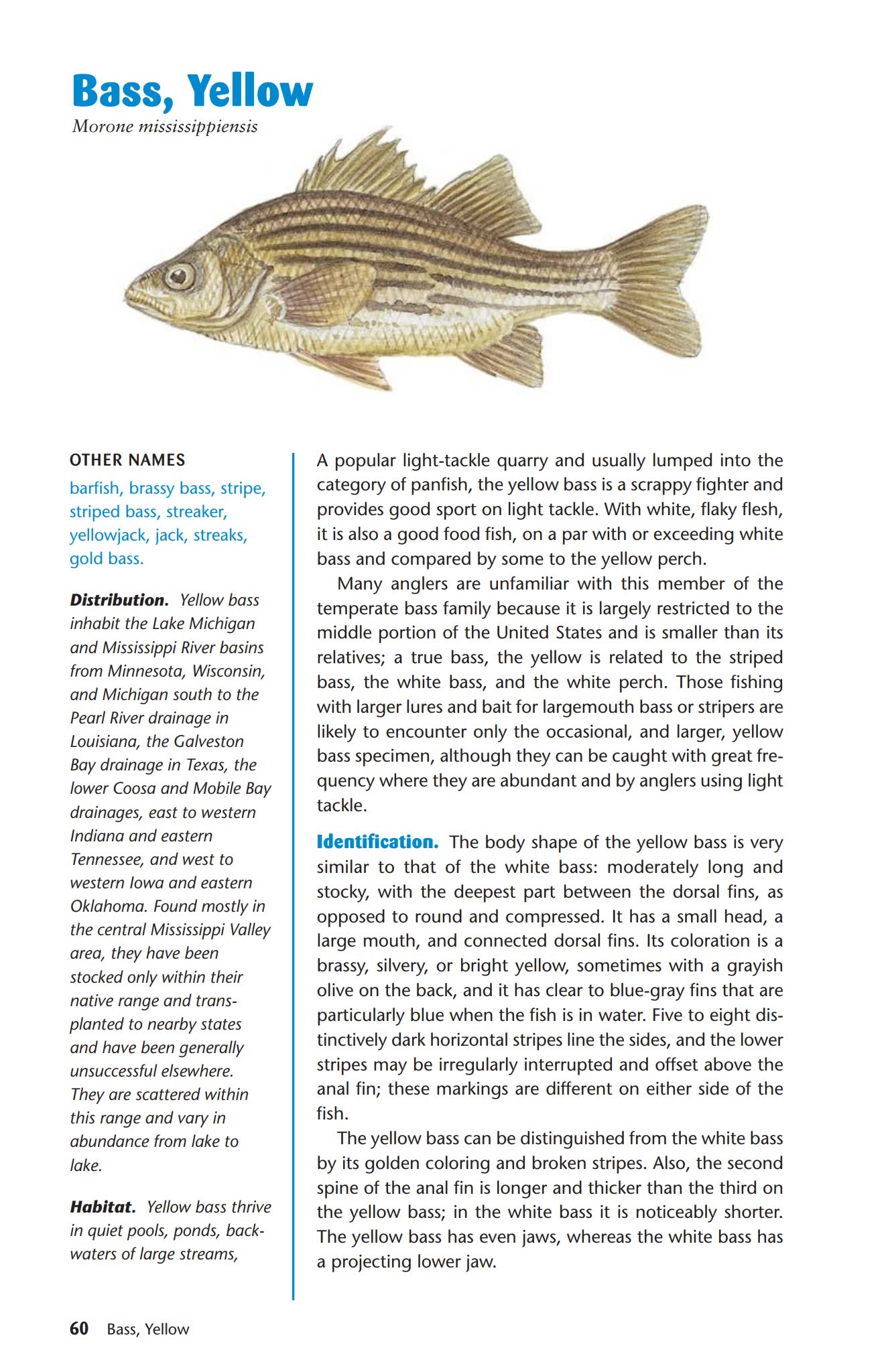 Saltwater Fish