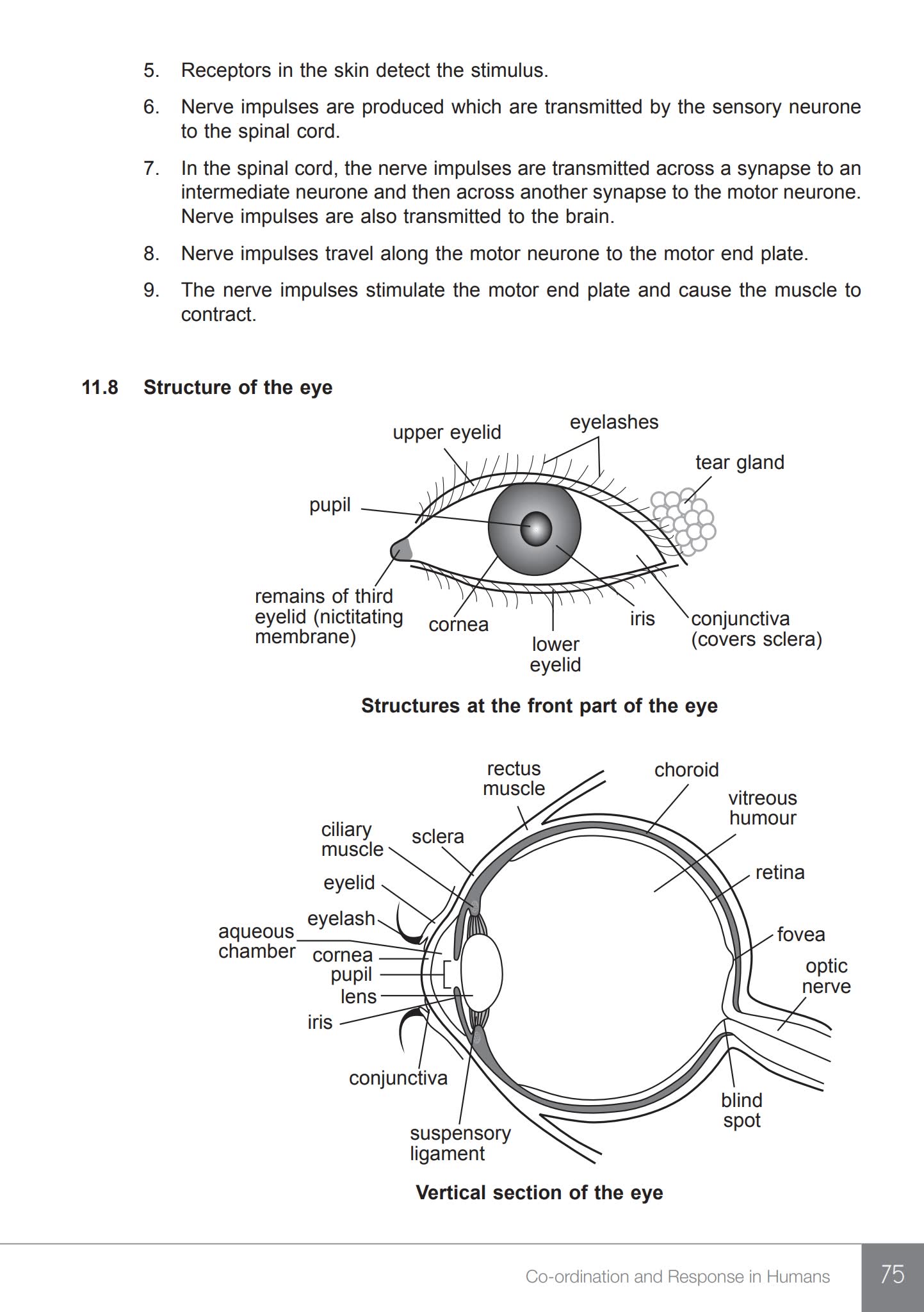 Topical Revision Notes Biology O Level 新加坡生物复习书