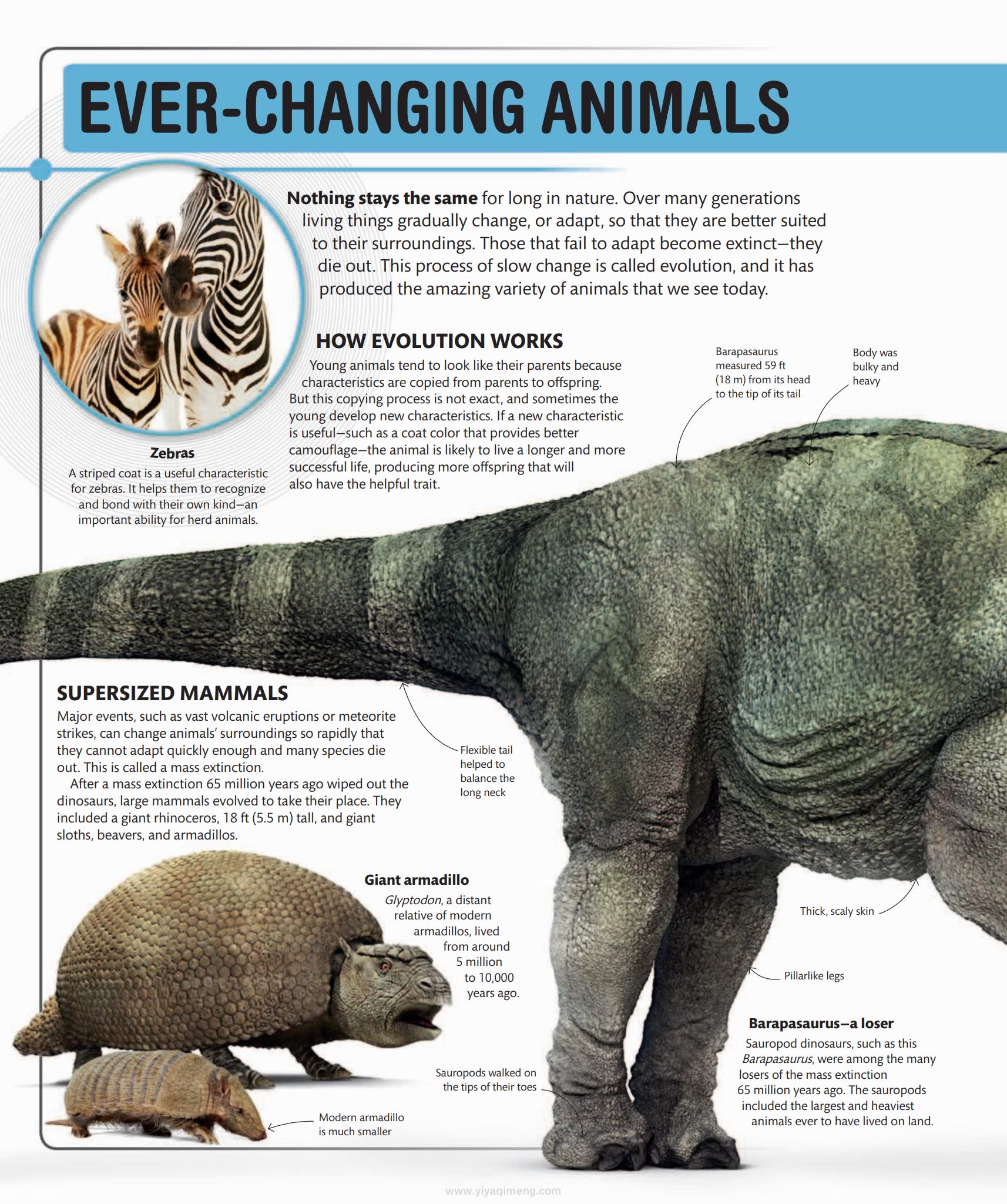 Super Nature Encyclopedia (DK × Smithsonian)看见地球生命奇迹的视觉百科