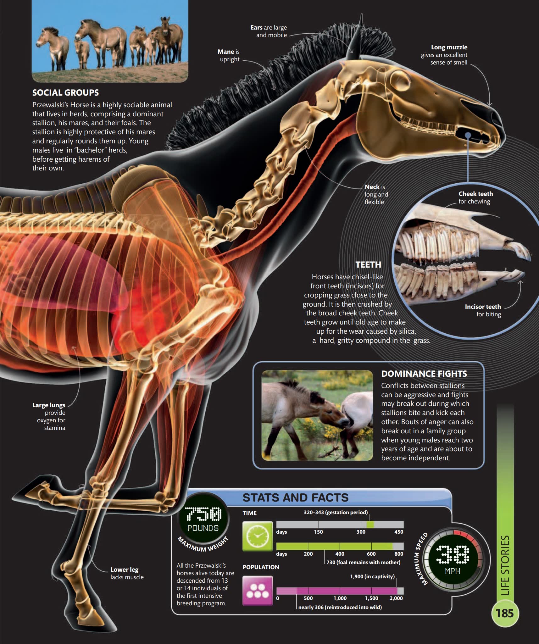 Super Nature Encyclopedia (DK × Smithsonian)看见地球生命奇迹的视觉百科