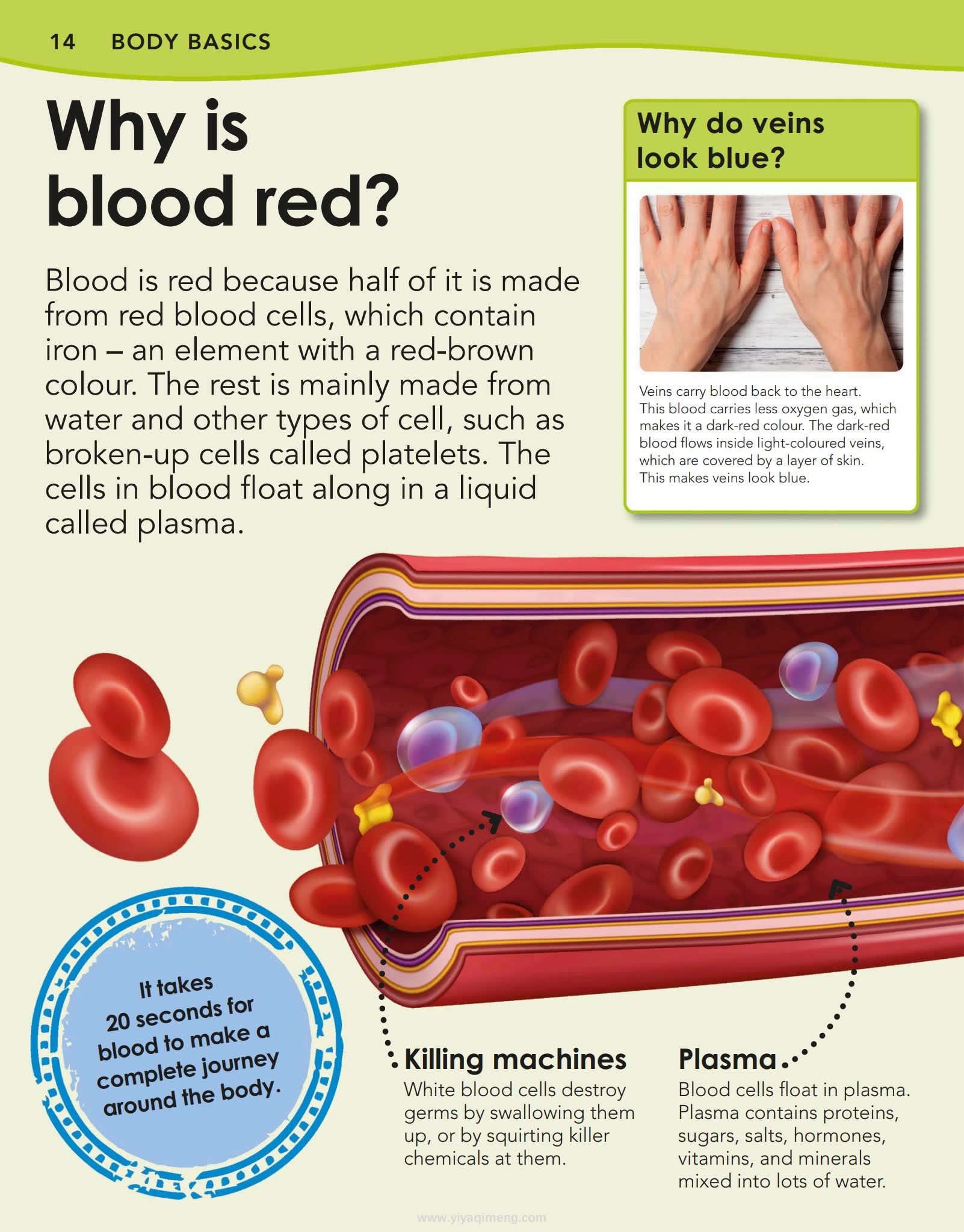DK《Why Is Blood Red?》让孩子在好奇中爱上科学