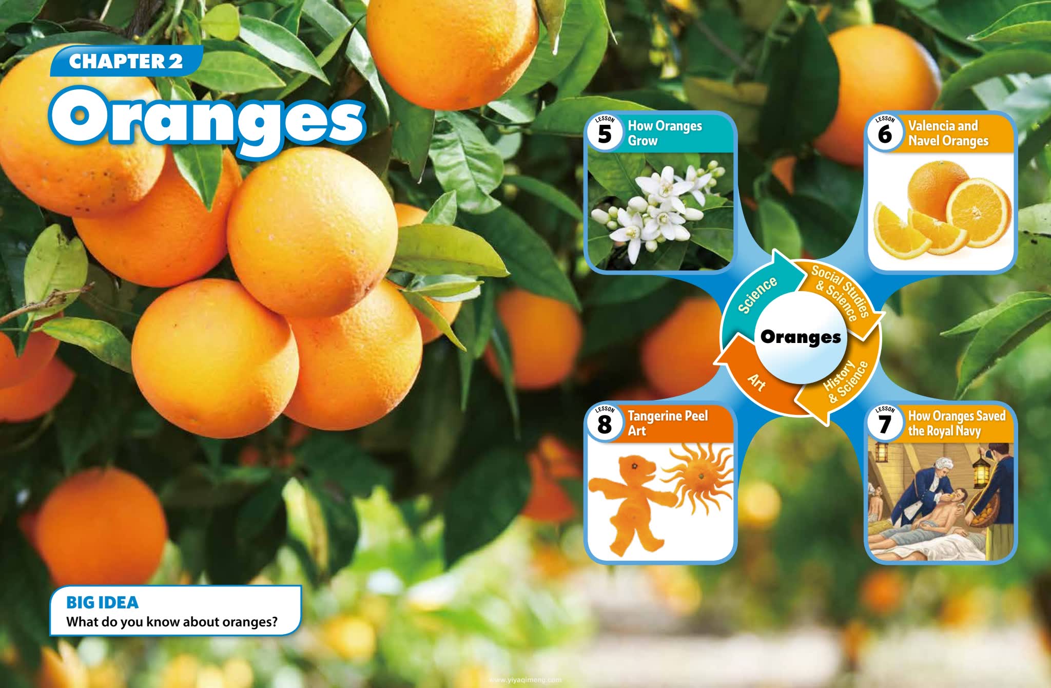 Insight Link Build&Grow跨学科阅读STEAM 思维训练英语教材 