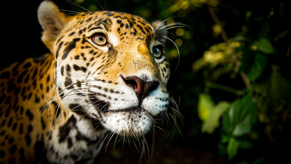 BBC 自然历史纪录片 Big Cats大猫 电子版PDF 夸克百度云网盘下载