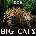 bbc big cats0