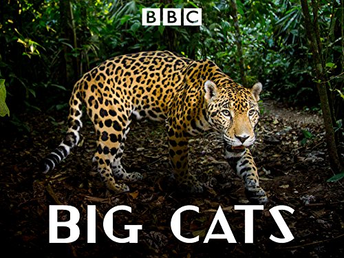 BBC 自然历史纪录片 Big Cats大猫