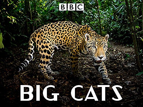 BBC 自然历史纪录片 Big Cats大猫