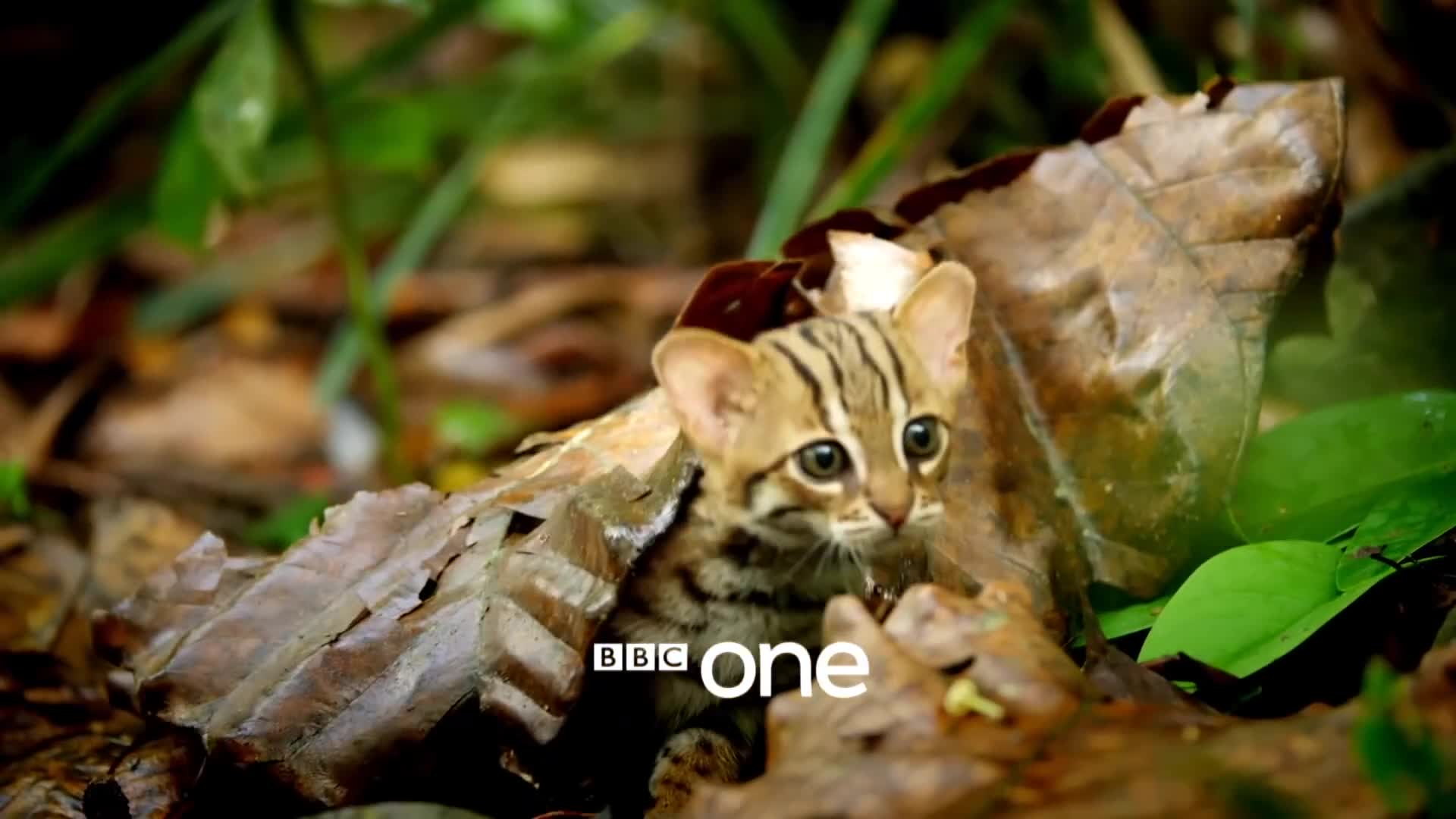 BBC 自然历史纪录片 Big Cats大猫 电子版PDF 夸克百度云网盘下载