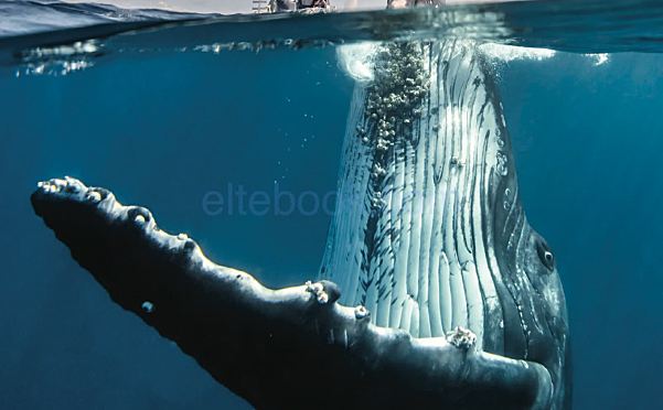 国家地理《Impact》美式英语第二版