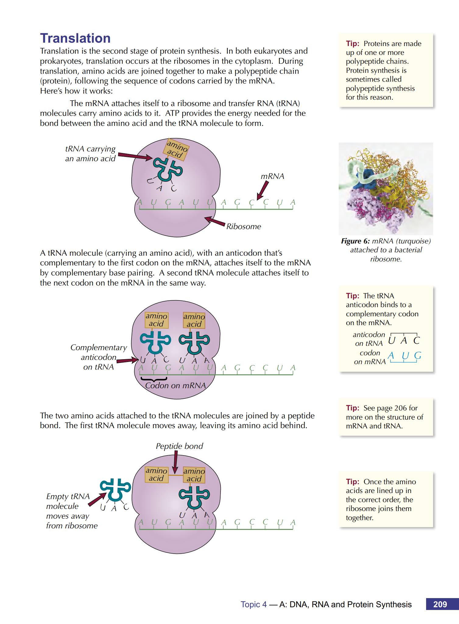 CGP A-Level Biology(AQA)电子版:3本从预习到备考全覆盖PDF下载
