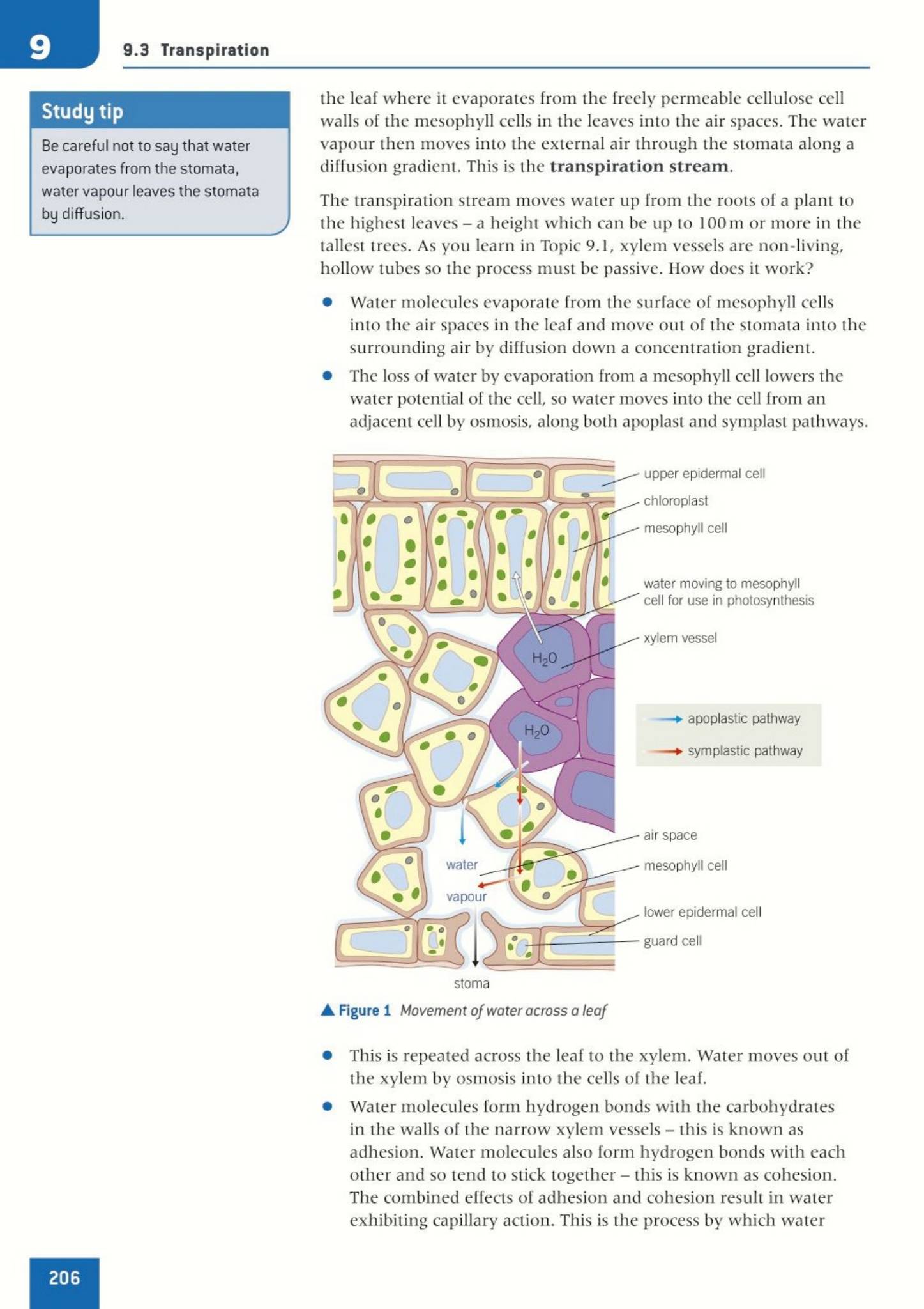 Oxford OCR A Biology A Level 学生课本 PDF OUP 合订本