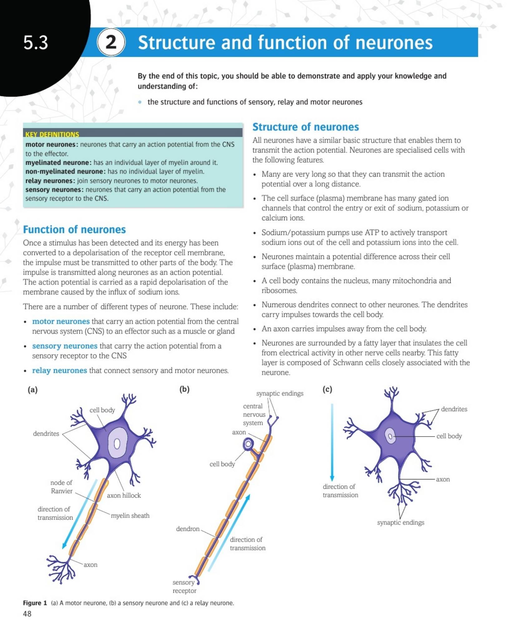 Pearson OCR A Biology A Level 学生课本(Year 1 + Year 2)PDF下载4