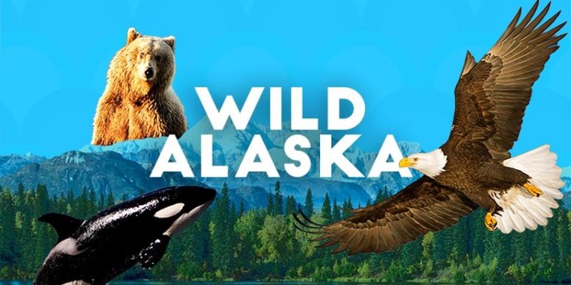 阿拉斯加野生动物 Alaskan wilds视频